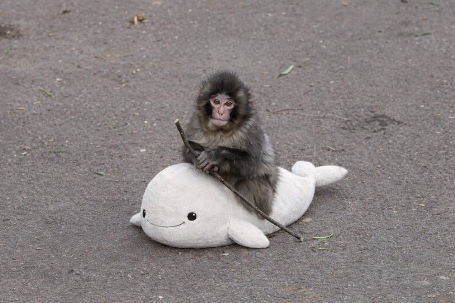 PUNCH WHALE - Memecoin